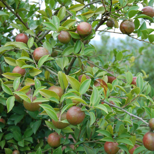 山茶籽油